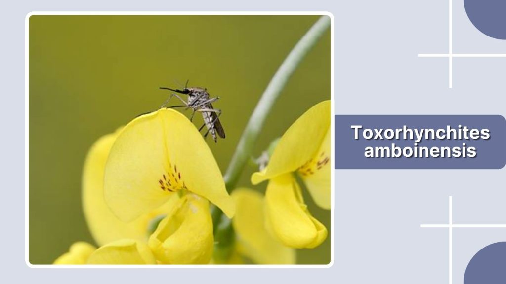 Toxorhynchites amboinensis