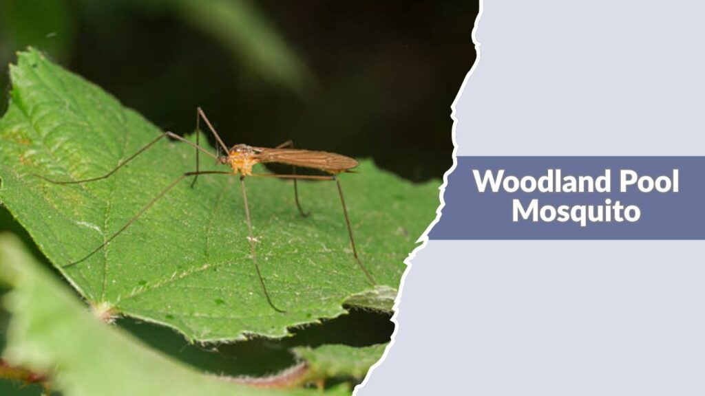 Woodland Pool Mosquito