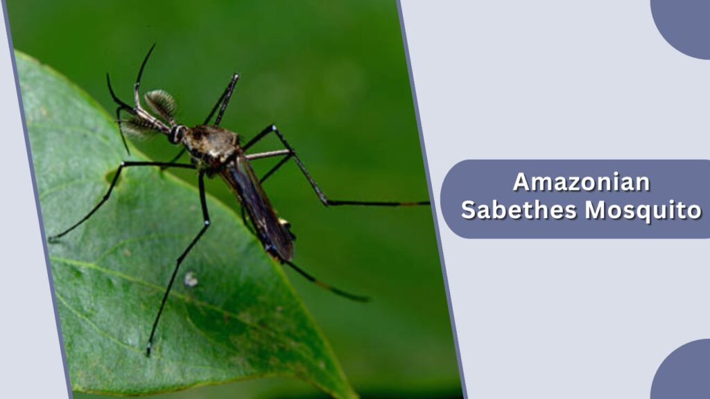 Amazonian Sabethes Mosquito