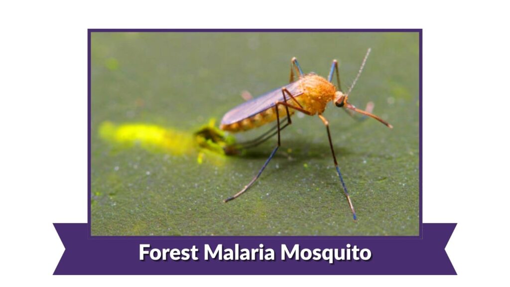Forest Malaria Mosquito