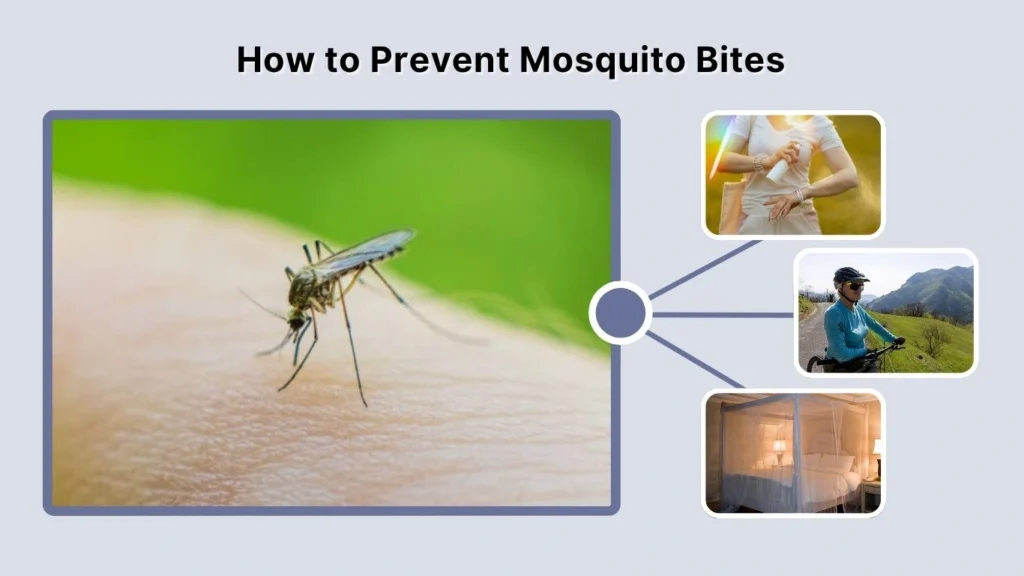 How to Prevent Mosquito Bites
