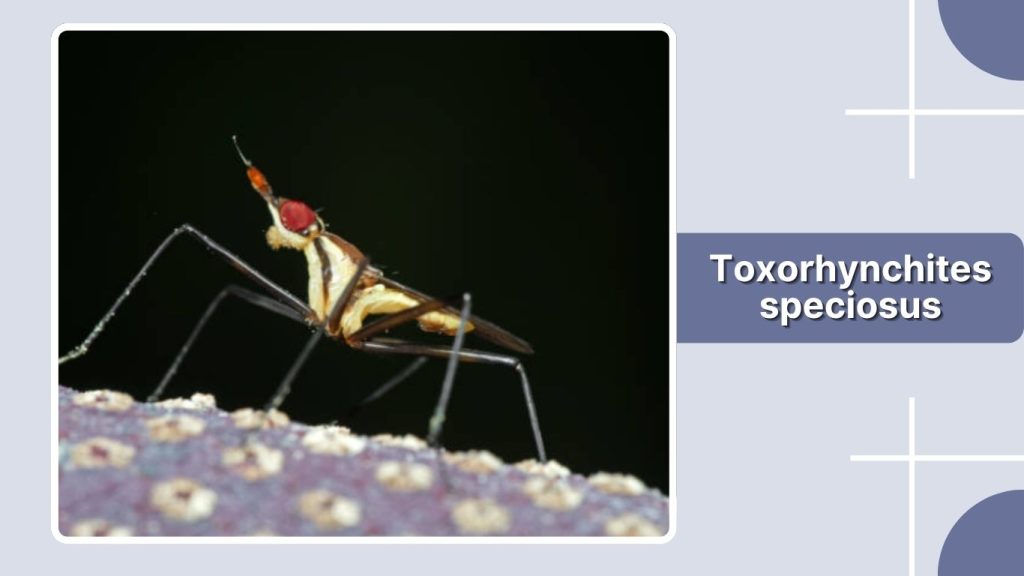  Toxorhynchites speciosus