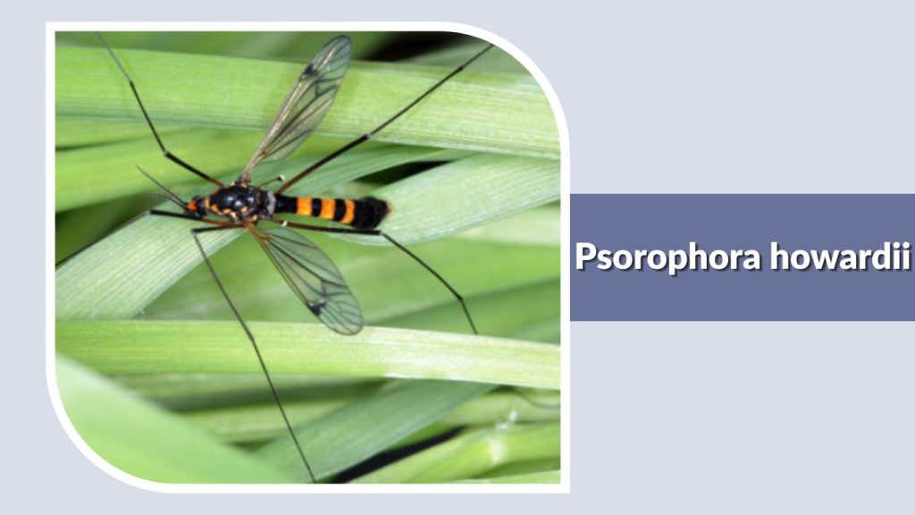 Psorophora howardii