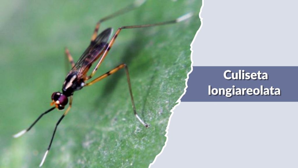 Culiseta longiareolata