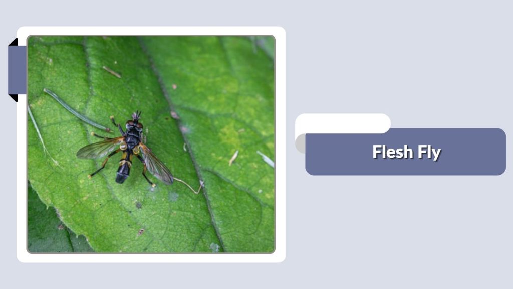Flesh Fly