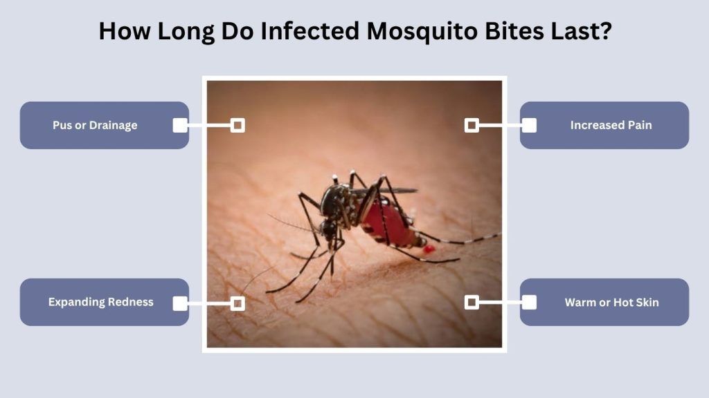 How Long Do Infected Mosquito Bites Last?