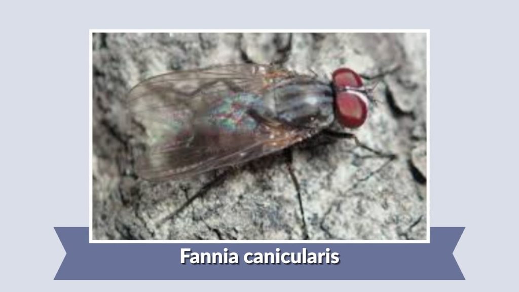 Fannia canicularis