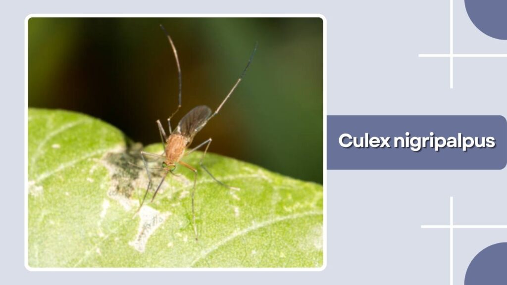 Culex nigripalpus