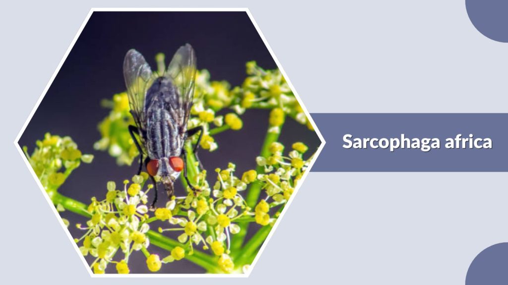 Sarcophaga africa