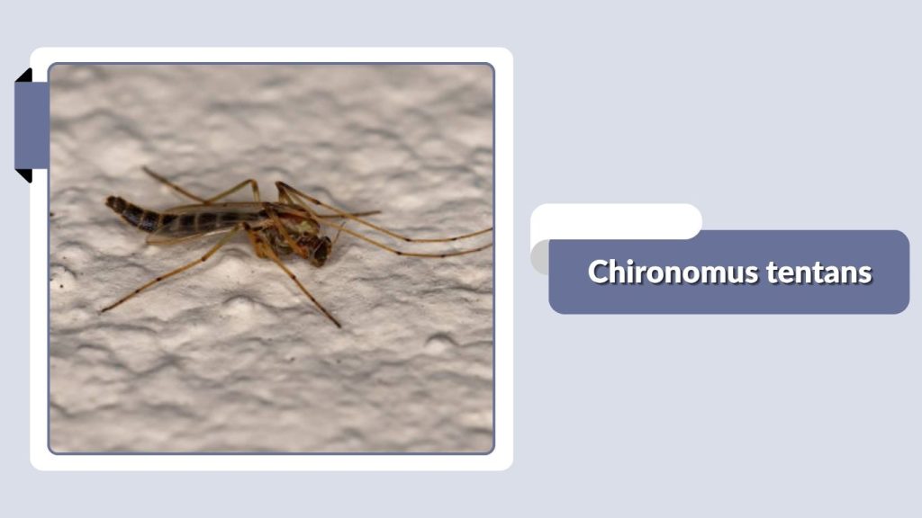 Chironomus tentans