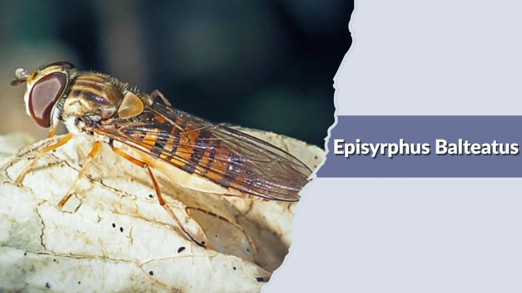 Episyrphus Balteatus