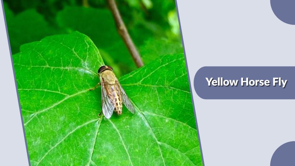 Yellow Horse Fly