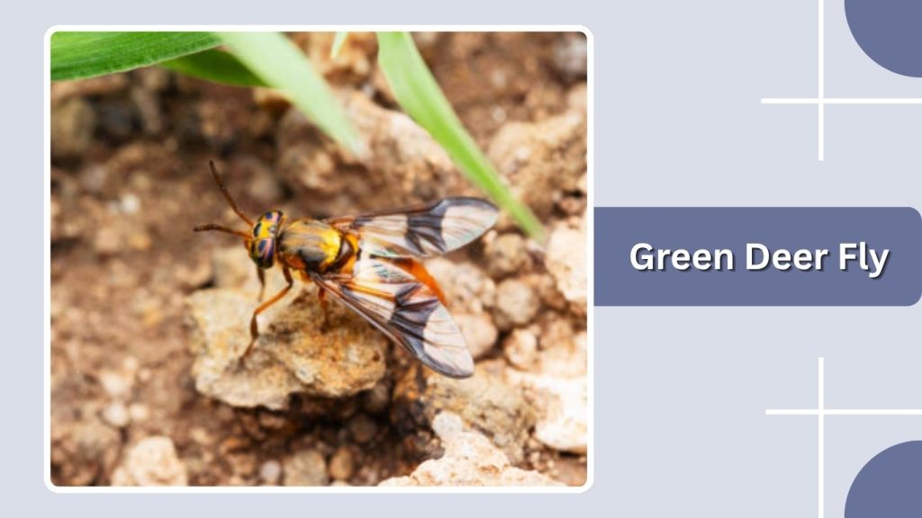 Green Deer Fly