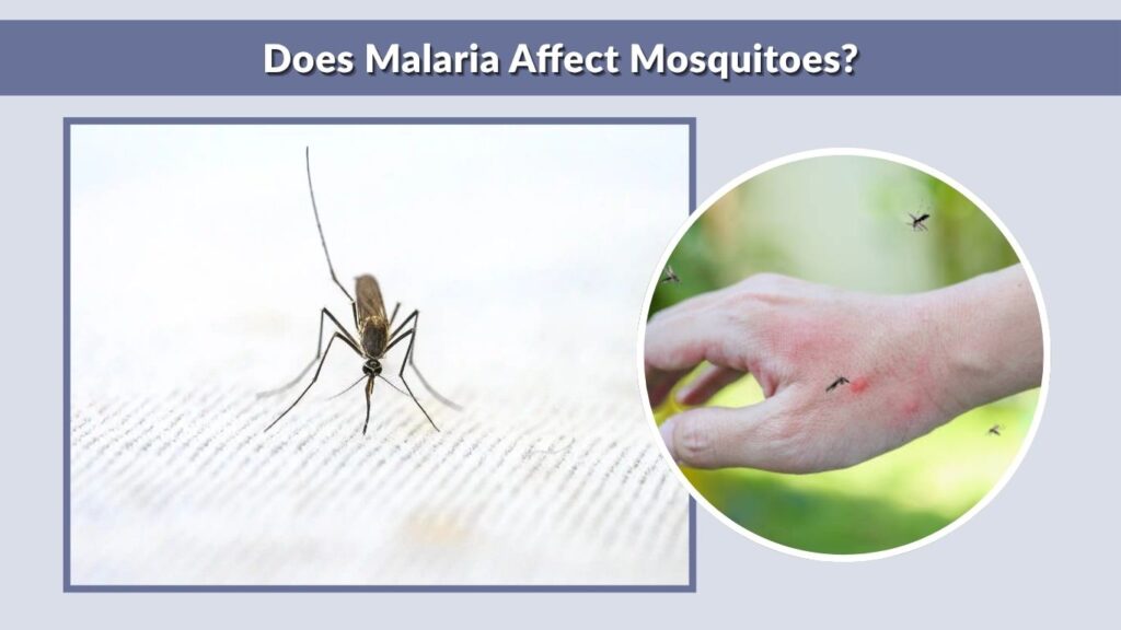Does Malaria Affect Mosquitoes?