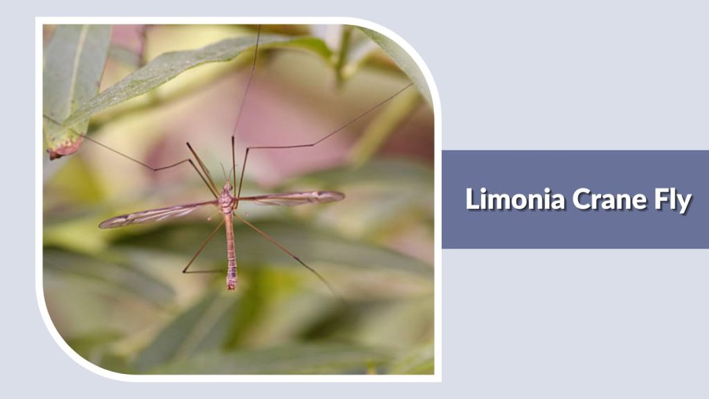 Limonia Crane Fly