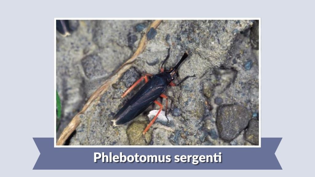 Phlebotomus sergenti