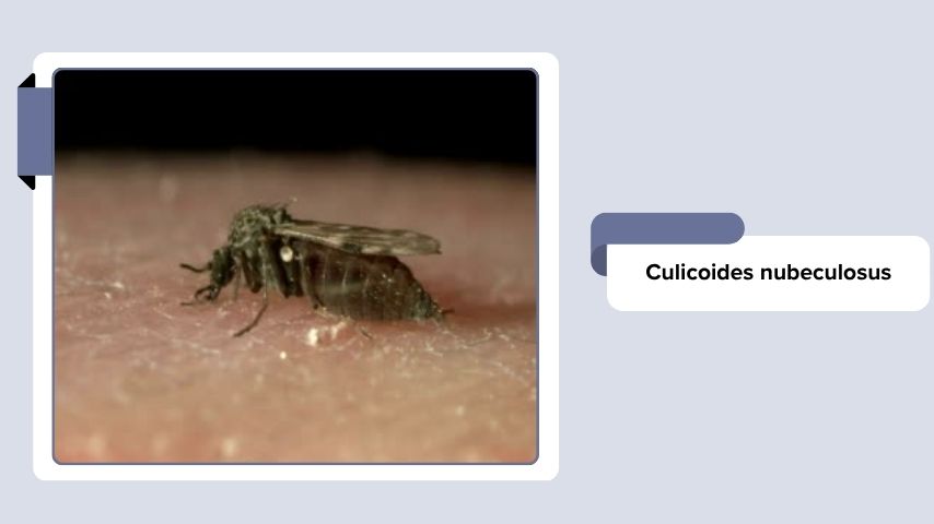 Culicoides nubeculosus