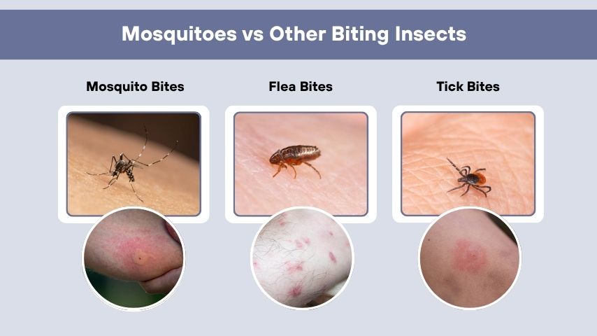 Mosquitoes vs Other Biting Insects