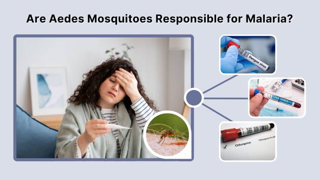 Are Aedes Mosquitoes Responsible for Malaria?