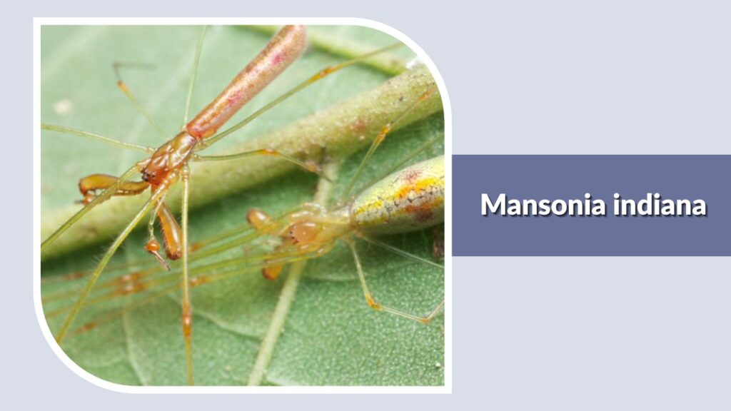 Mansonia indiana