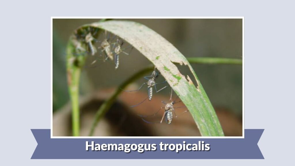 Haemagogus tropicalis