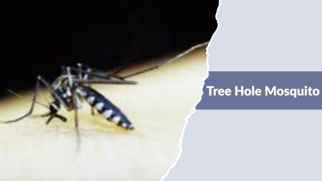  Tree Hole Mosquito