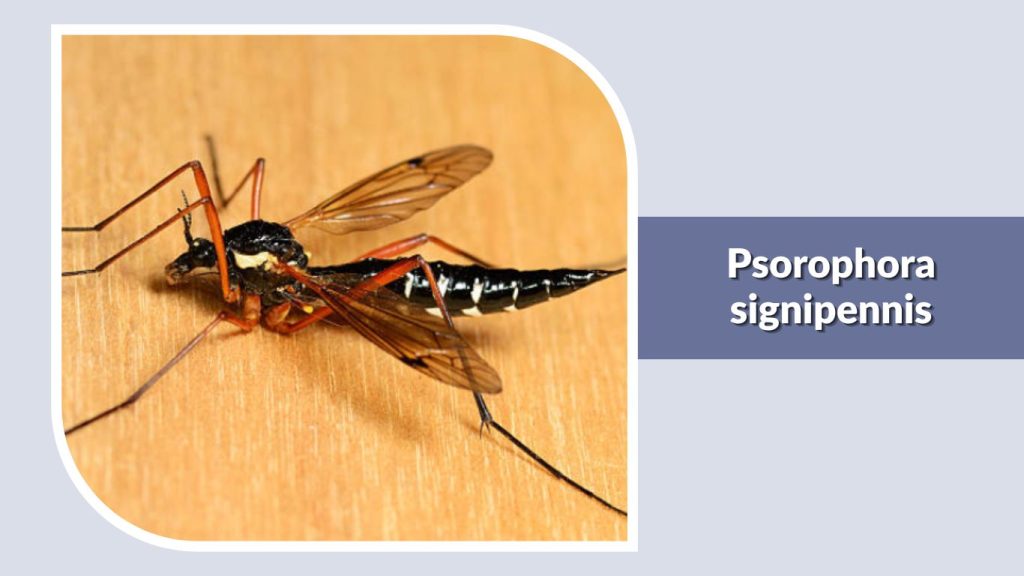 Psorophora signipennis