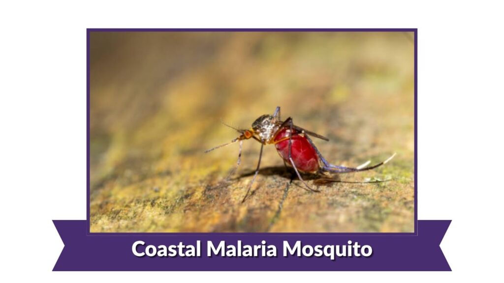 Coastal Malaria Mosquito