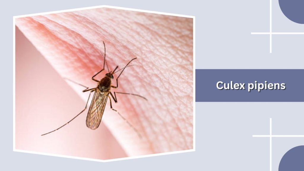 Culex pipiens