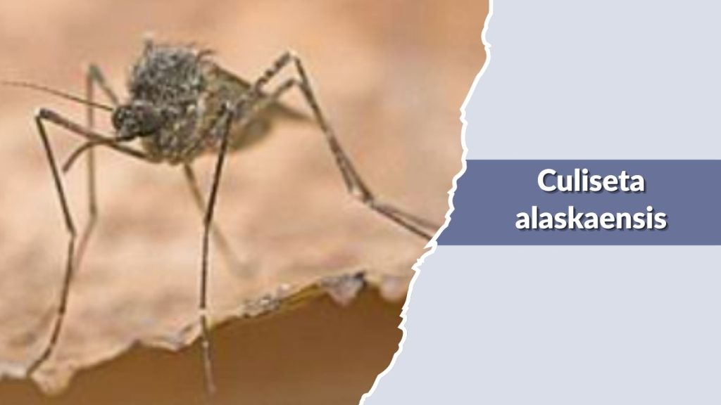 Culiseta alaskaensis