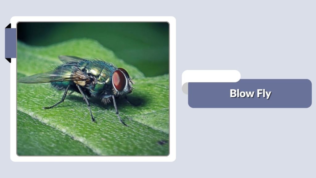 Blow Fly