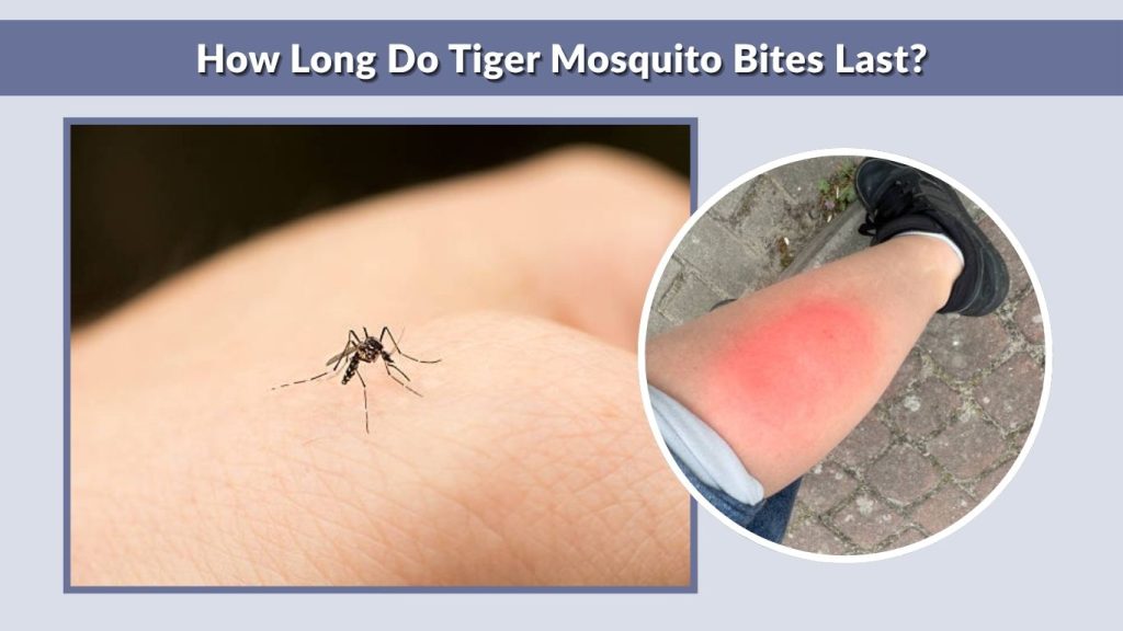 How Long Do Tiger Mosquito Bites Last?