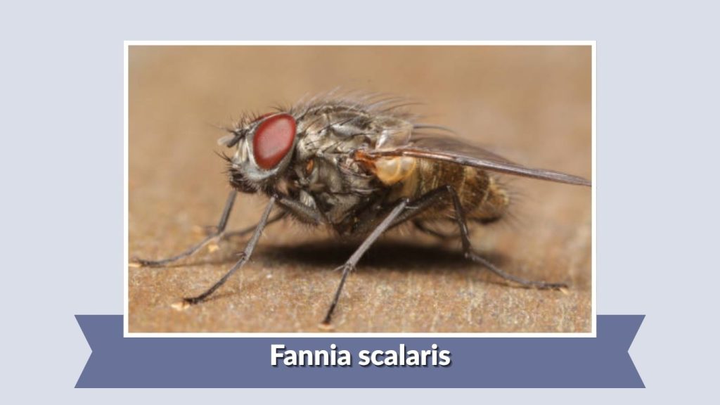 Fannia scalaris