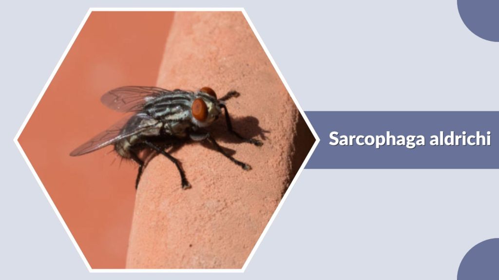 Sarcophaga aldrichi