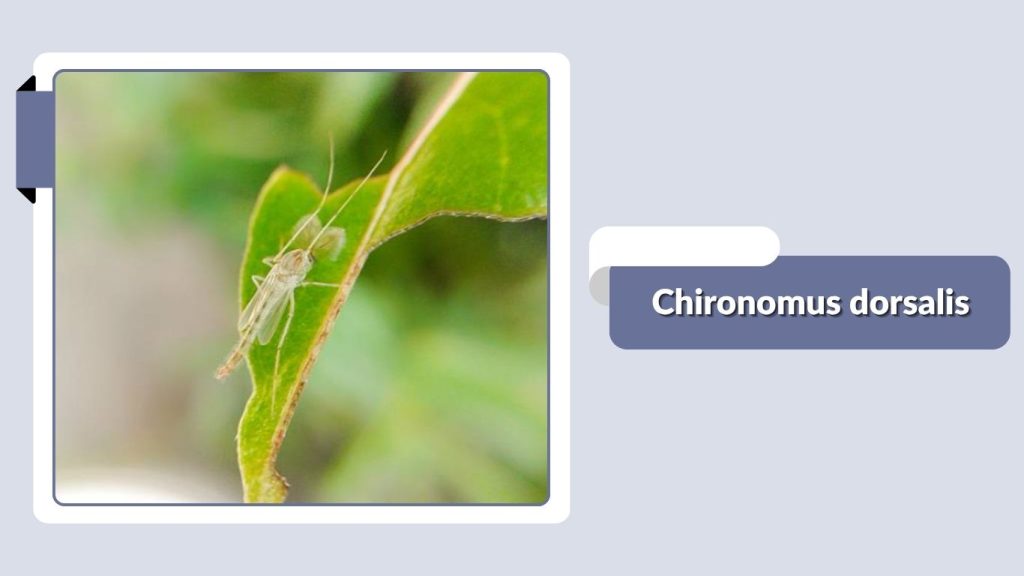 Chironomus dorsalis