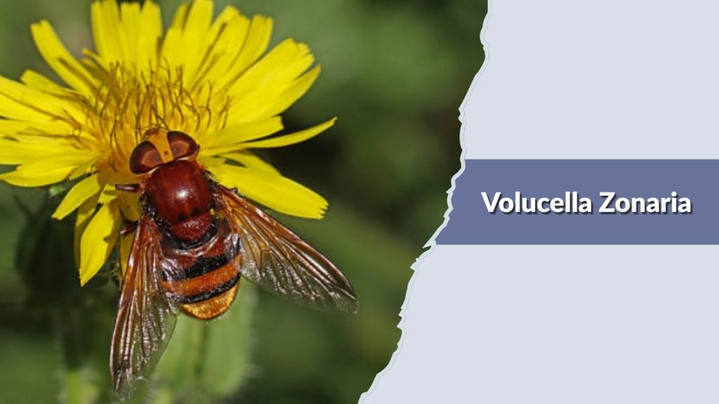  Volucella Zonaria