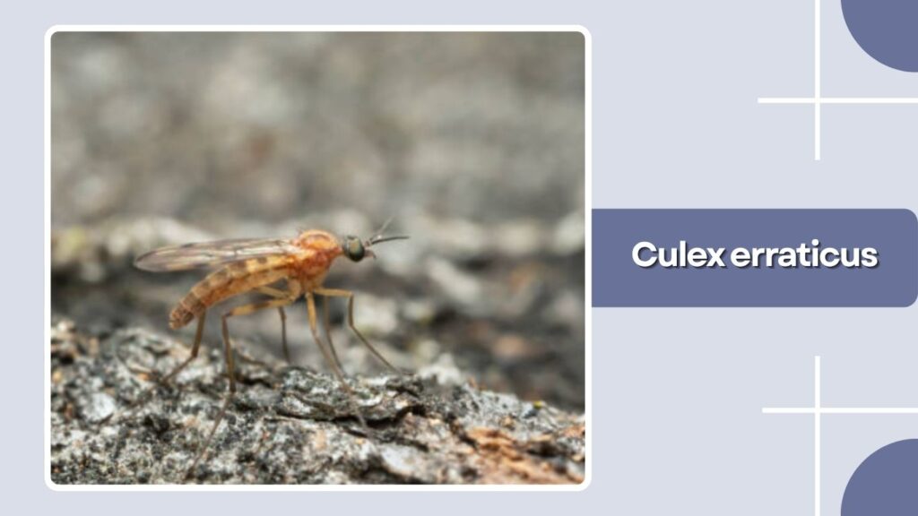 Culex erraticus