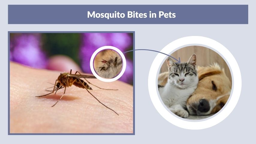 Mosquito Bites in Pets
