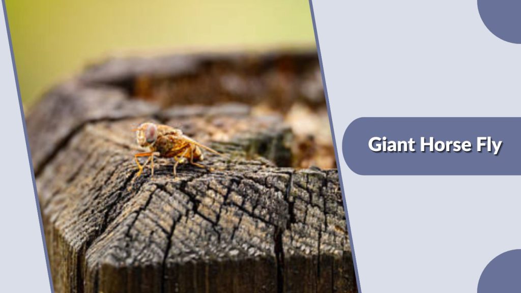 Giant Horse Fly