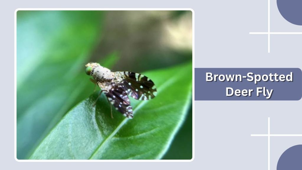 Brown-Spotted Deer Fly
