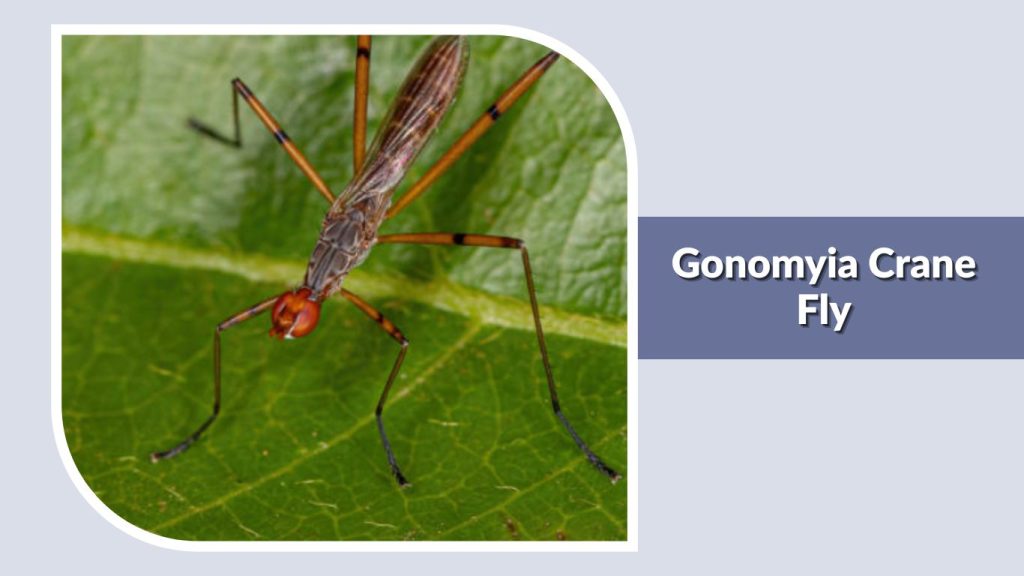 Gonomyia Crane Fly