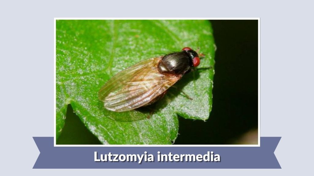 Lutzomyia intermedia