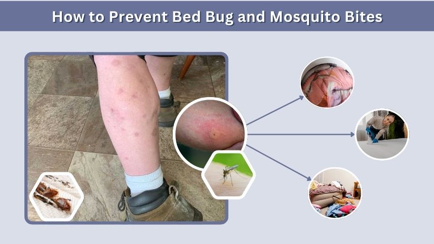 How to Prevent Bed Bug and Mosquito Bites