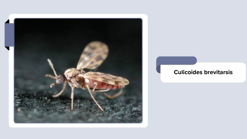 Culicoides brevitarsis