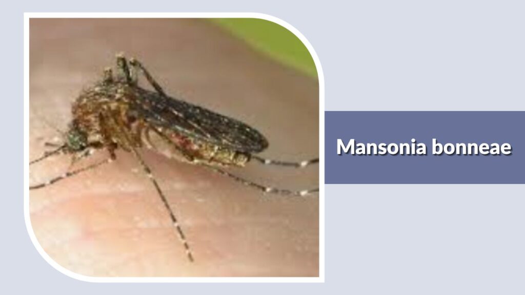 Mansonia bonneae