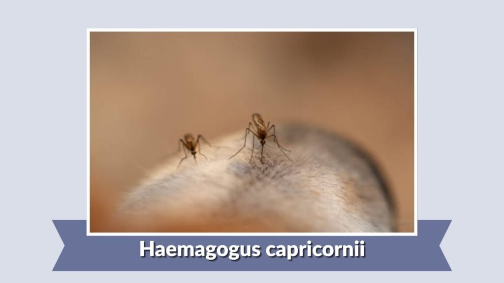 Haemagogus capricornii