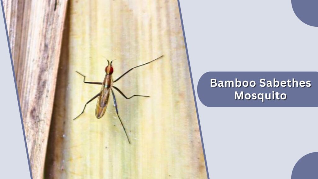 Bamboo Sabethes Mosquito