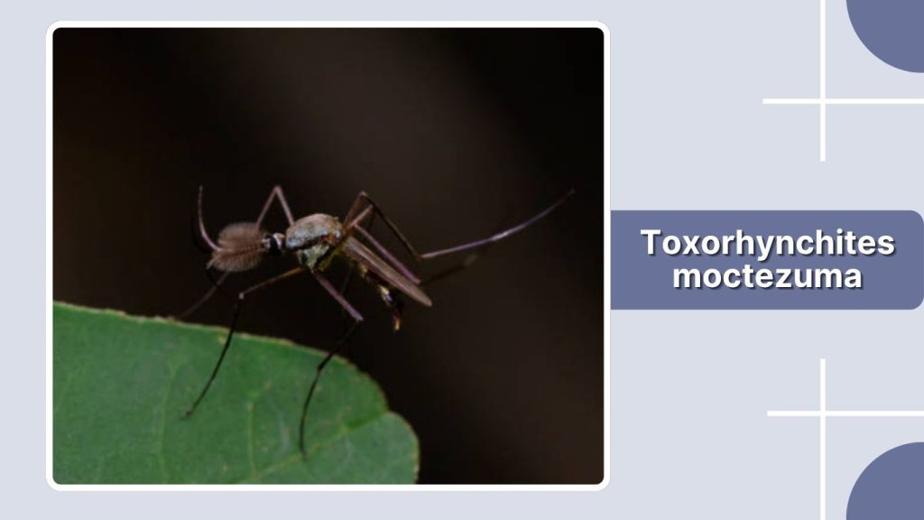 Toxorhynchites moctezuma