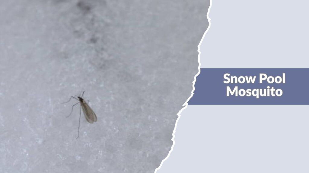 Snow Pool Mosquito