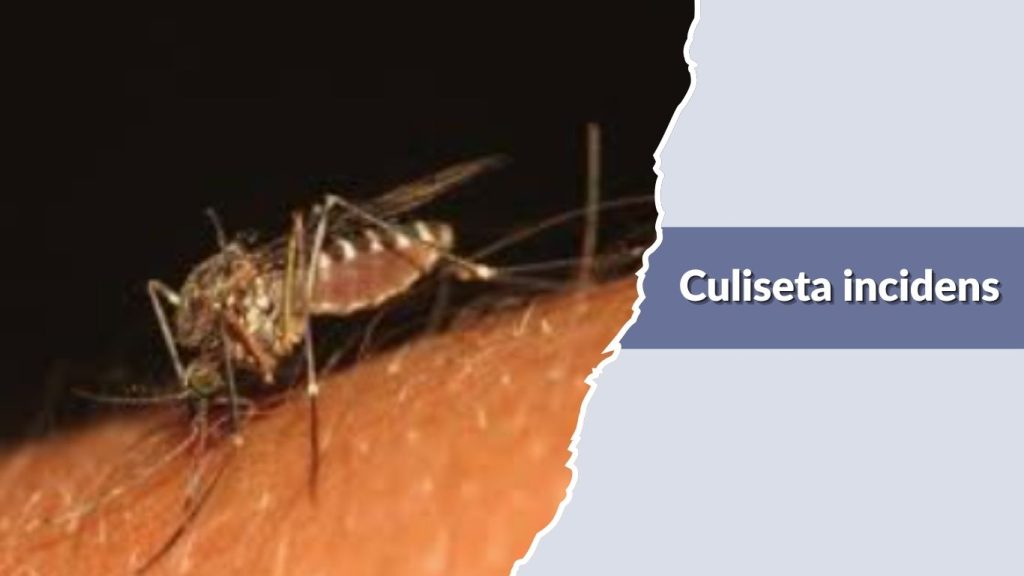 Culiseta incidens